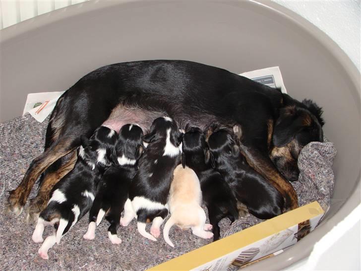 Blanding af racer Leopold - Leopold hos sin mor med sine 5 andre søskende **Billede har vi fået af "hundemor"** billede 13