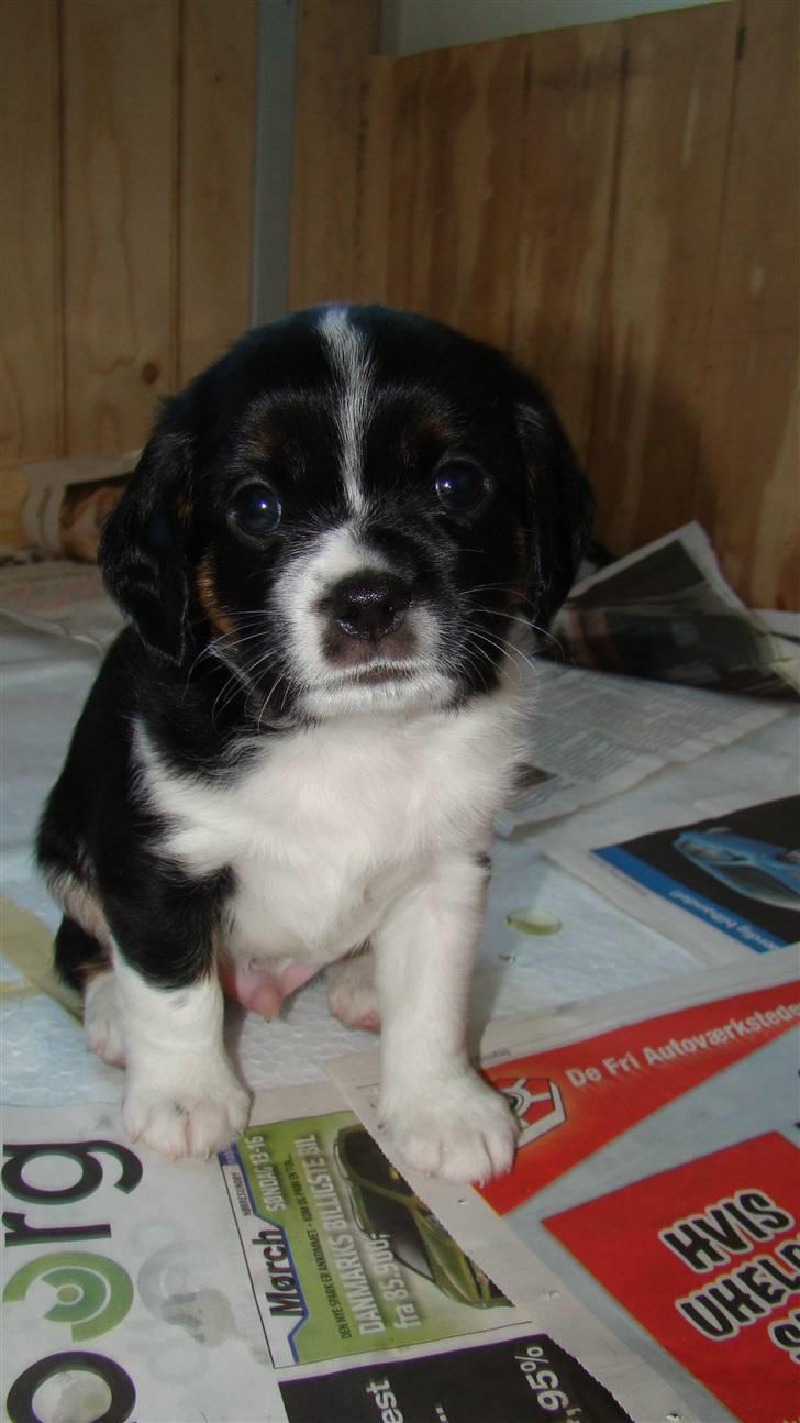 Blanding af racer Leopold - Leopold hos hundemor - ca. 4 uger gammel.. **Billede har vi fået af "Hundemor"** billede 14