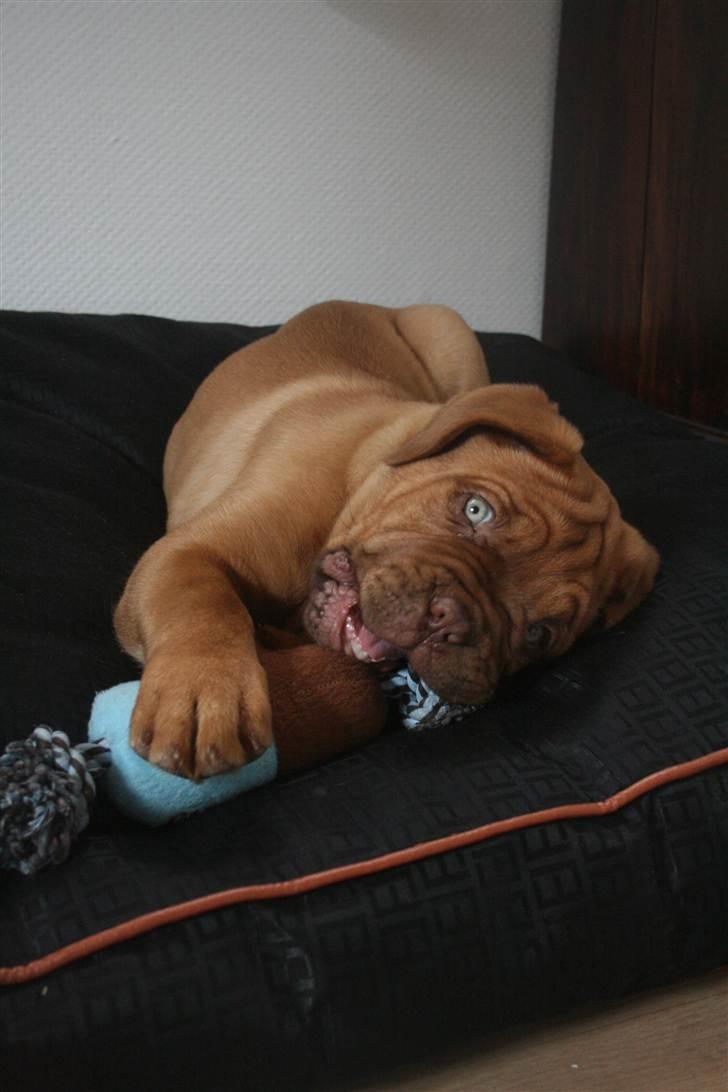 Dogue de bordeaux Estephé's Cookies N' Cream Chesto - 8 uger billede 9