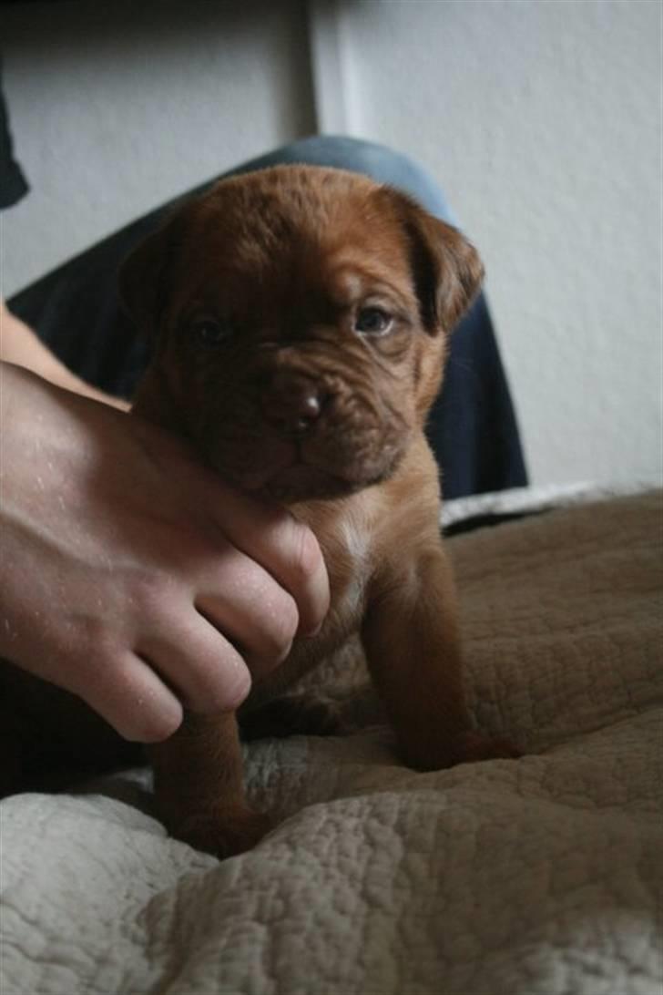 Dogue de bordeaux Estephé's Cookies N' Cream Chesto - 3½ uge billede 11