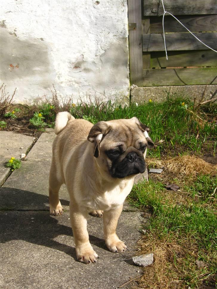 Mops Del Sur Andalusi Pikachu - Pikachu 4 mdr.  billede 13