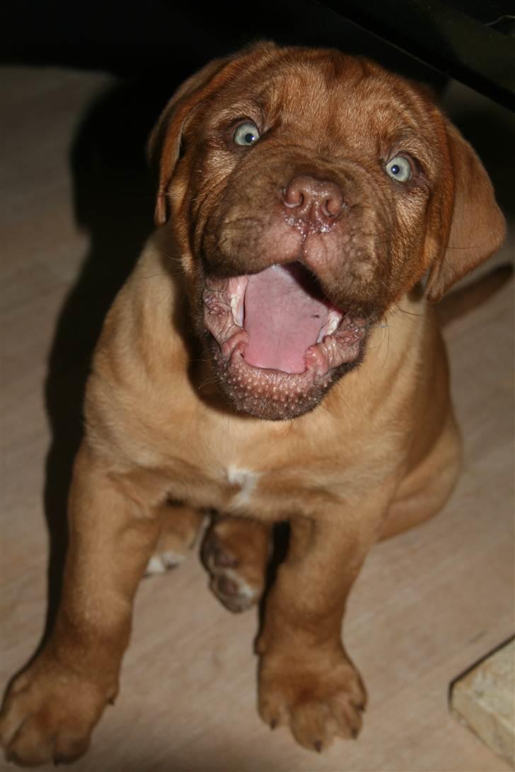 Dogue de bordeaux Estephé's Cookies N' Cream Chesto - 9 uger 
 billede 5