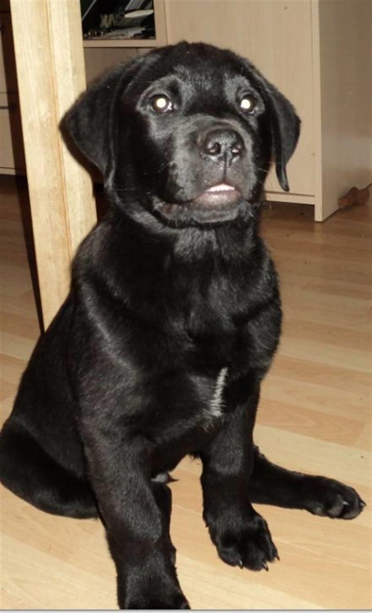 Blanding af racer Ziggi billede 20