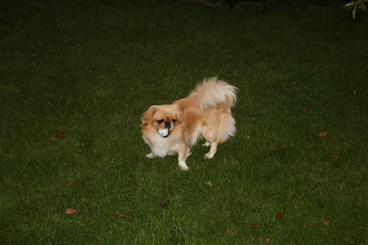 Pekingeser Fie - Fie og en af hendes mange bolde. billede 7