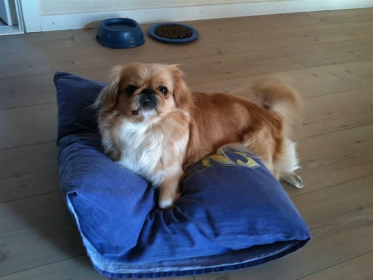 Pekingeser Fie - Puden. billede 8
