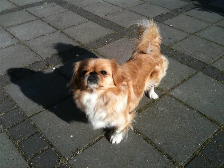 Pekingeser Fie - Fie på terrassen. billede 9