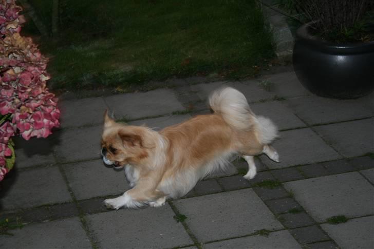 Pekingeser Fie - Fie i hopla. billede 10