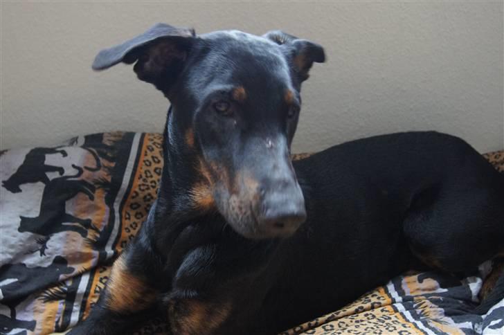 Blanding af racer Nikita R.I.P billede 1