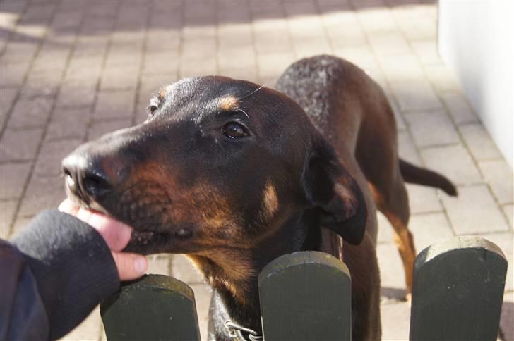 Blanding af racer Nikita R.I.P billede 4