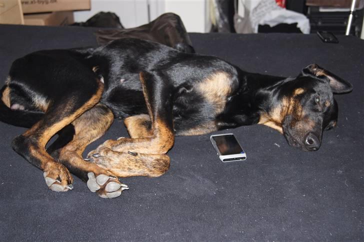 Blanding af racer Nikita R.I.P billede 5