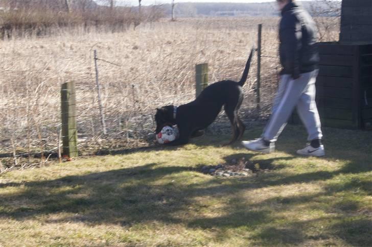 Blanding af racer Nikita R.I.P billede 6