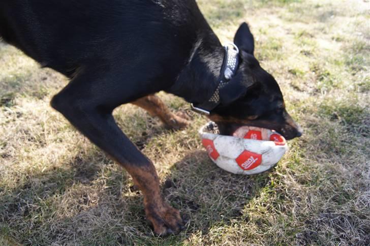 Blanding af racer Nikita R.I.P billede 8