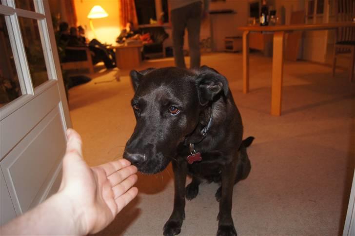 Blanding af racer Sheba billede 8