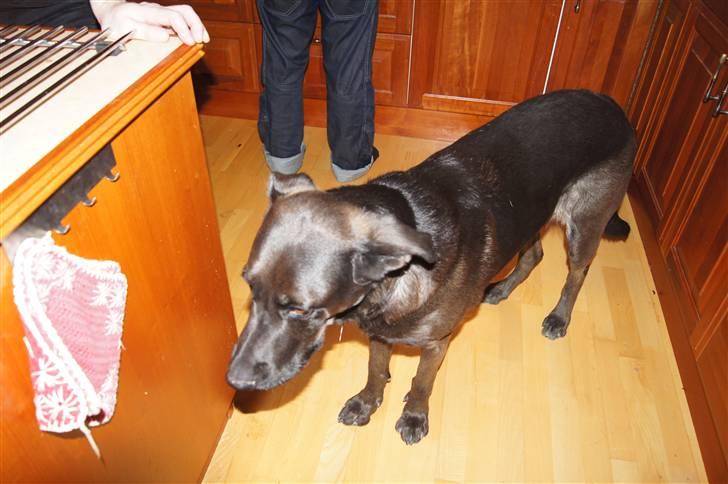 Blanding af racer Sheba billede 9