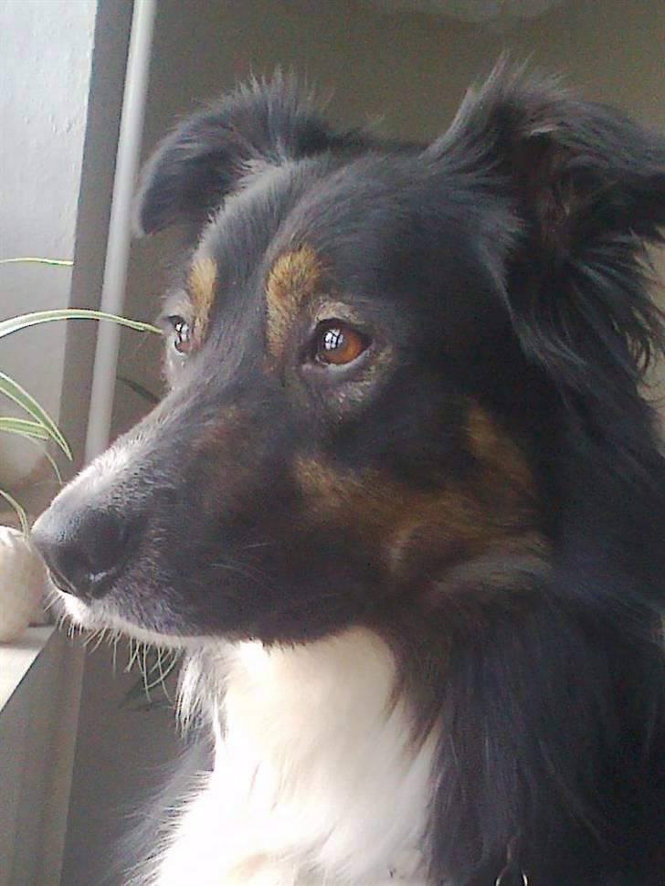 Border collie Rex billede 16
