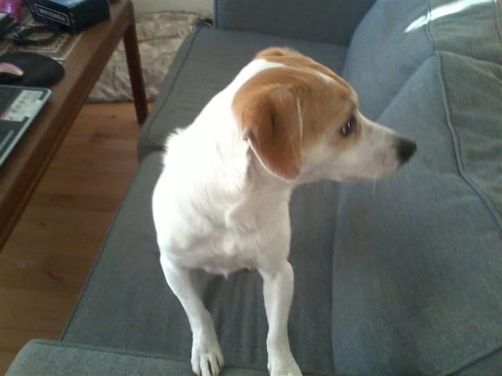 Jack russell terrier Figo billede 1