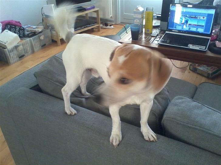 Jack russell terrier Figo billede 2