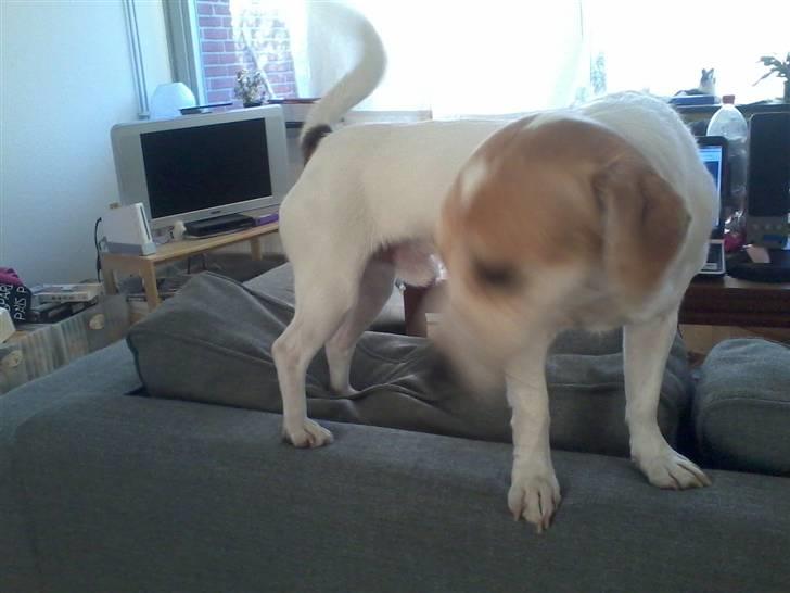 Jack russell terrier Figo billede 3