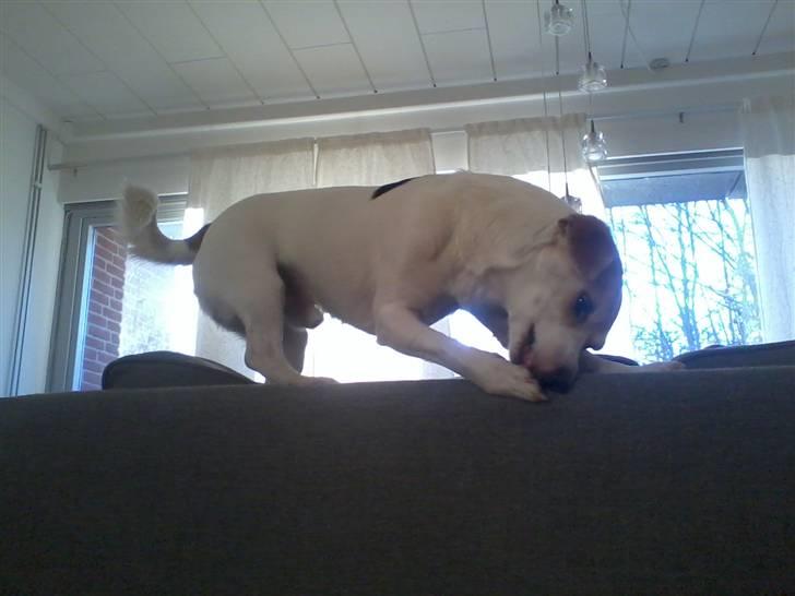 Jack russell terrier Figo billede 4