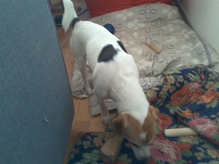 Jack russell terrier Figo billede 5