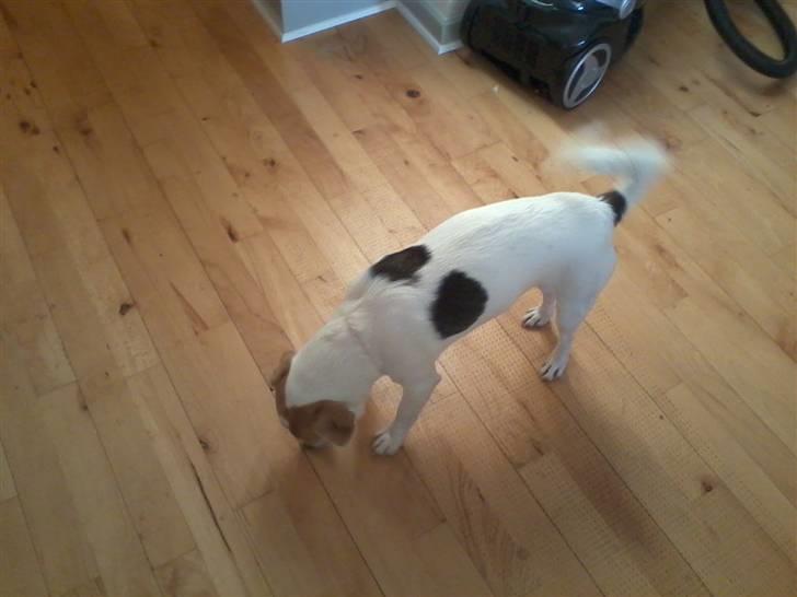 Jack russell terrier Figo billede 6