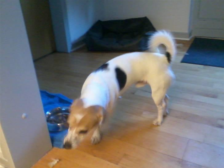 Jack russell terrier Figo billede 7