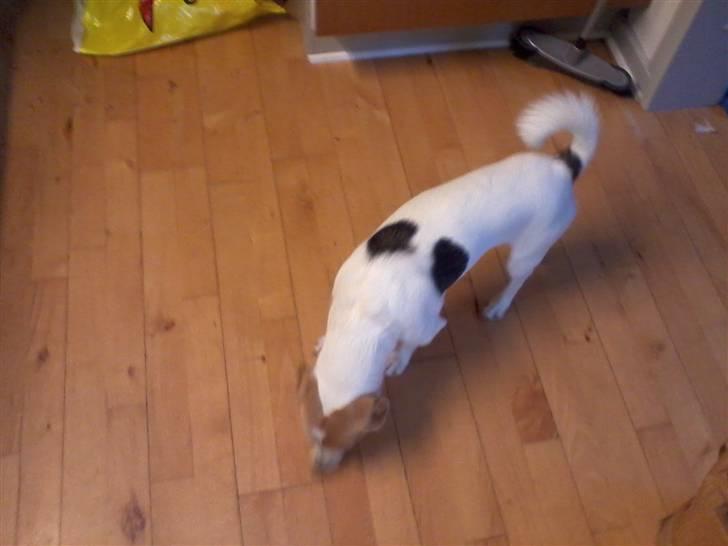 Jack russell terrier Figo billede 8