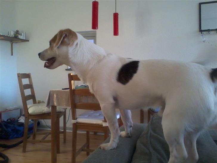 Jack russell terrier Figo billede 9