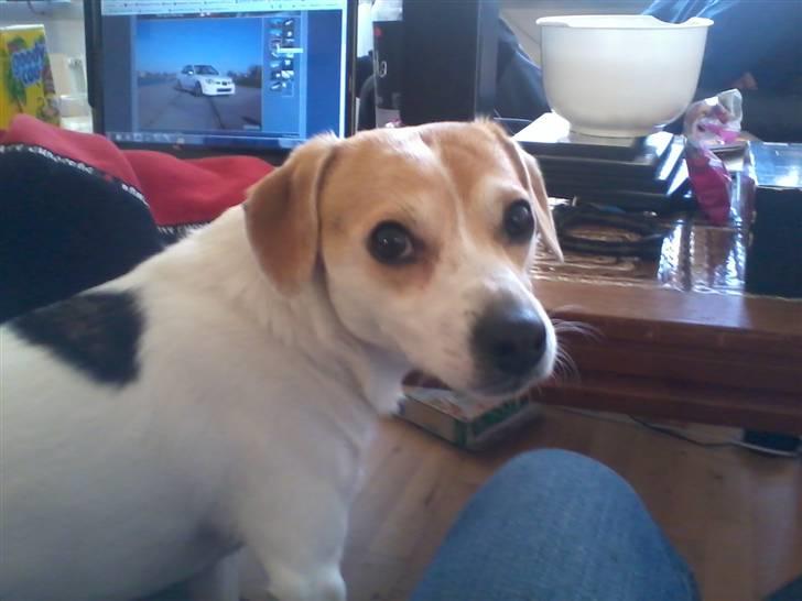 Jack russell terrier Figo billede 10