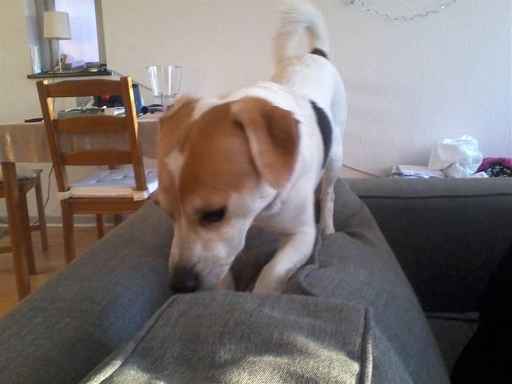 Jack russell terrier Figo billede 11