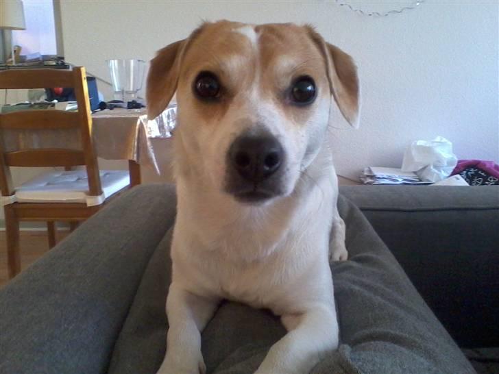 Jack russell terrier Figo billede 12