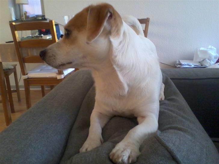 Jack russell terrier Figo billede 13