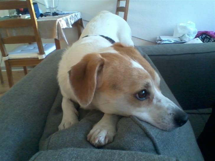 Jack russell terrier Figo billede 14