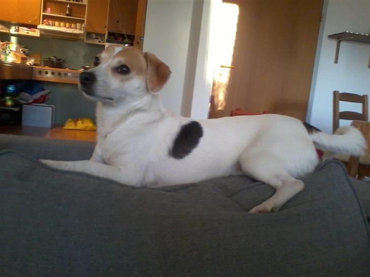 Jack russell terrier Figo billede 15