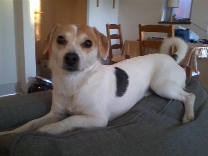 Jack russell terrier Figo billede 16