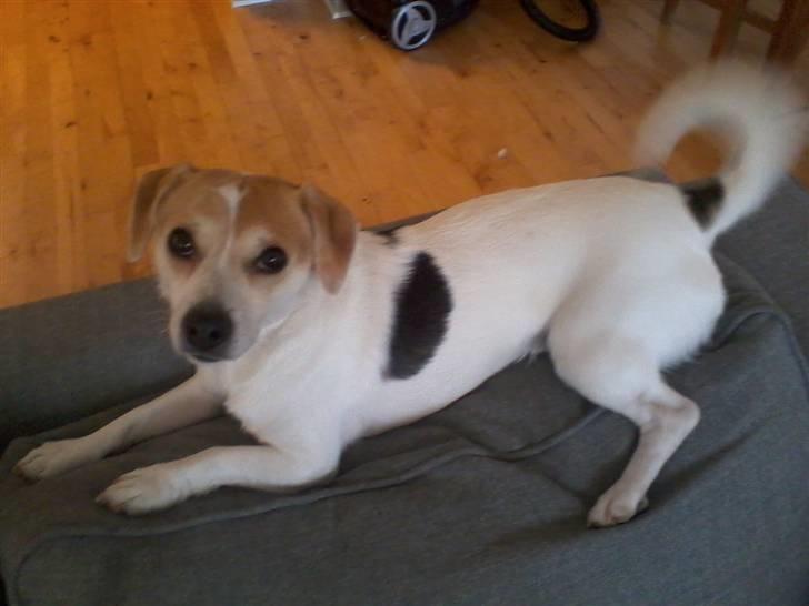 Jack russell terrier Figo billede 17