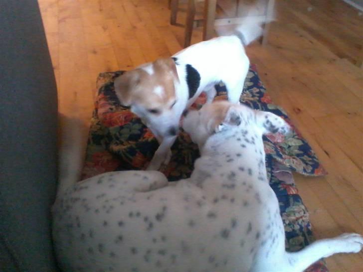 Jack russell terrier Figo - der er de så begge to tøsen og figo de kan fint sammen billede 18