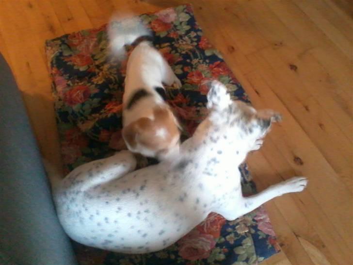 Jack russell terrier Figo billede 19