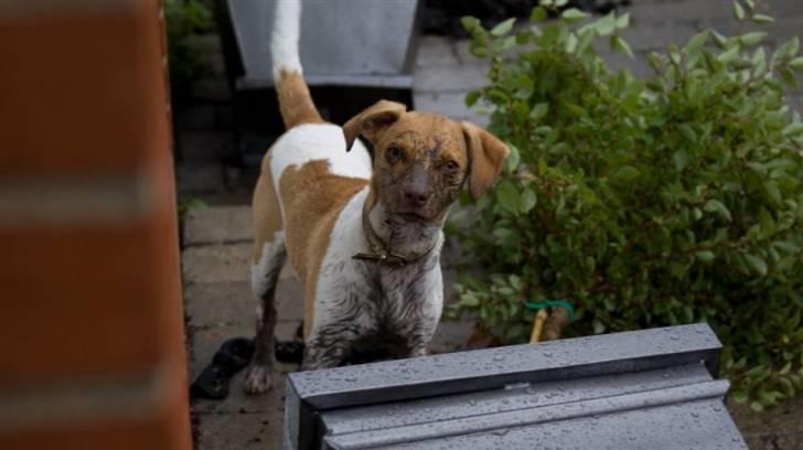 Dansk svensk gaardhund Frida billede 1