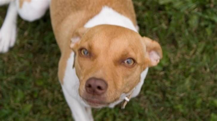 Dansk svensk gaardhund Frida billede 2