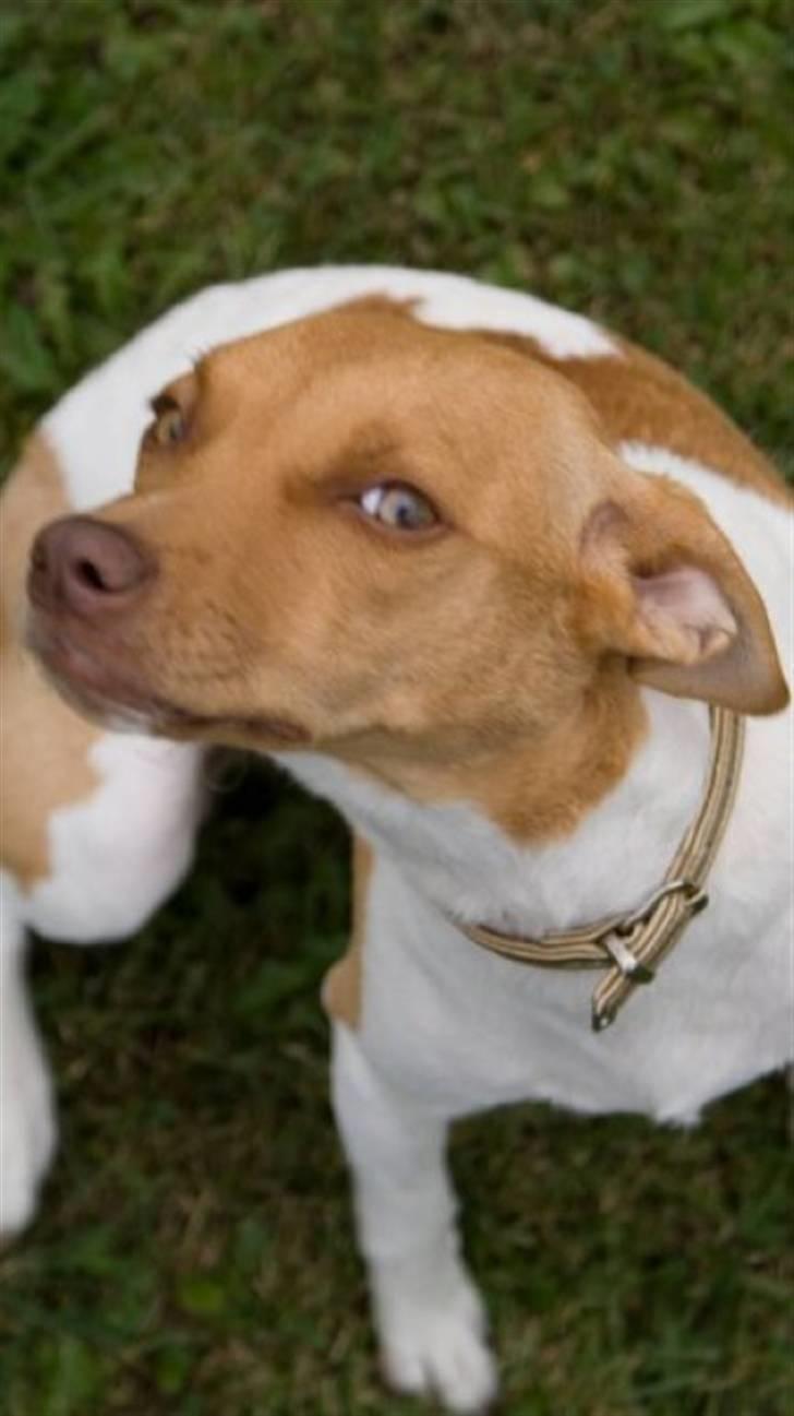 Dansk svensk gaardhund Frida billede 3