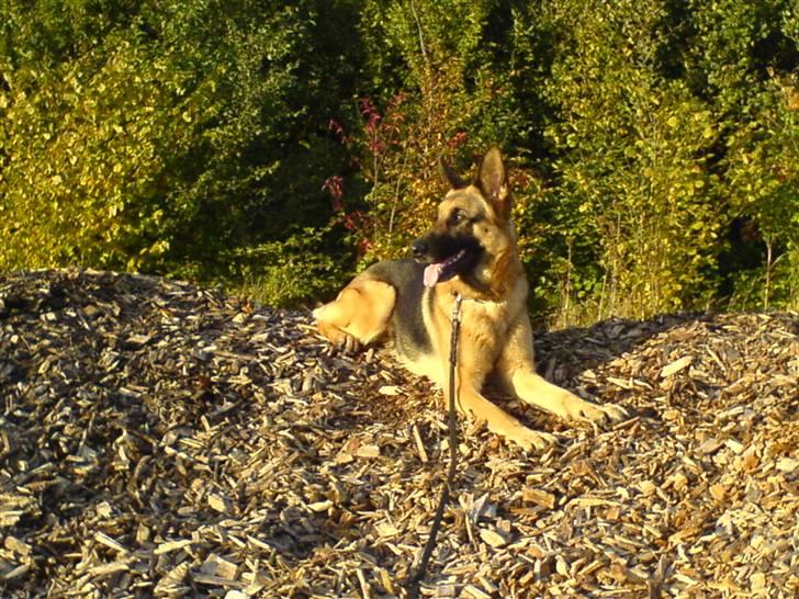 Schæferhund Quality billede 7