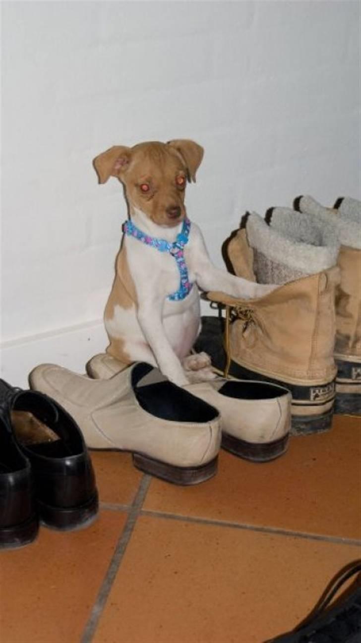 Dansk svensk gaardhund Frida billede 4