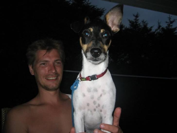 Dansk svensk gaardhund Mads billede 5