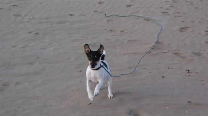 Dansk svensk gaardhund Mads billede 6