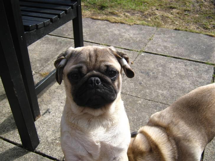 Mops Del Sur Andalusi Pikachu billede 14