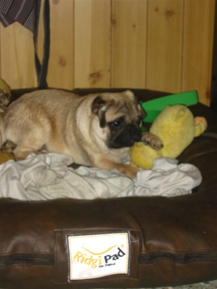 Mops Del Sur Andalusi Pikachu billede 15