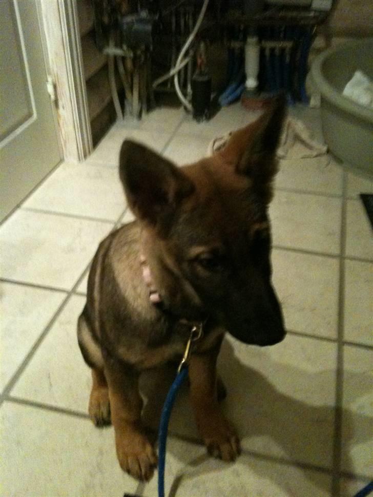 Schæferhund Hedegård's Quarla. billede 1