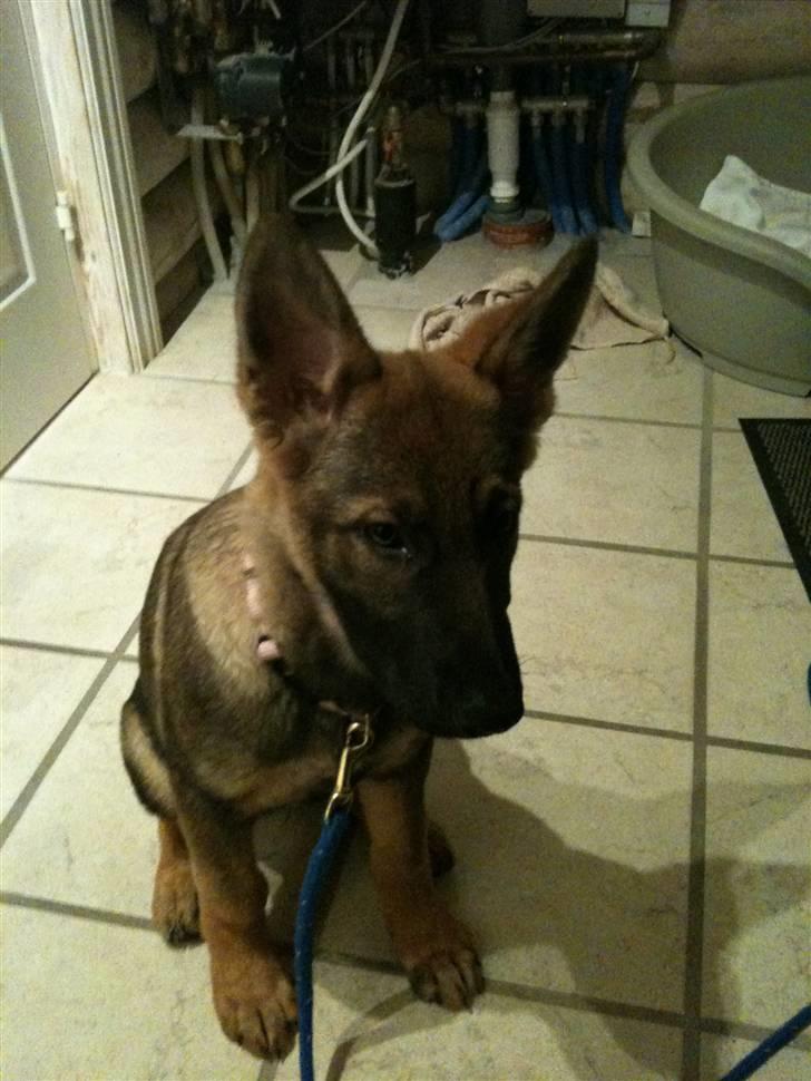 Schæferhund Hedegård's Quarla. billede 2