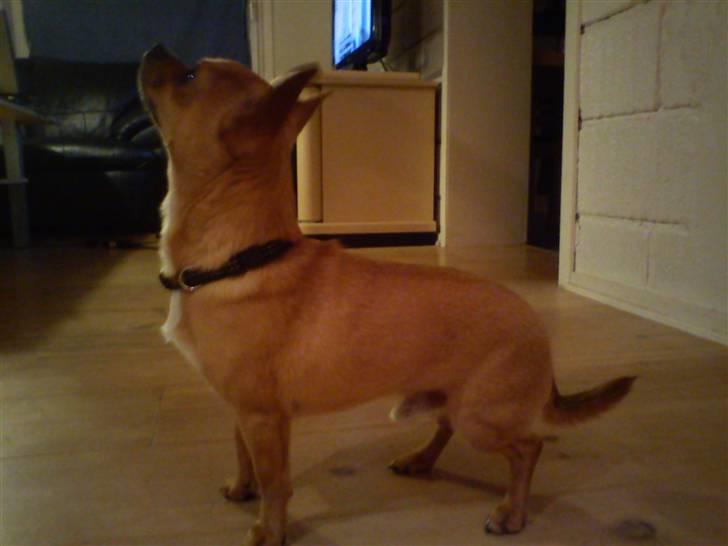 Chihuahua Casper - en godbid er altid godt.  billede 3
